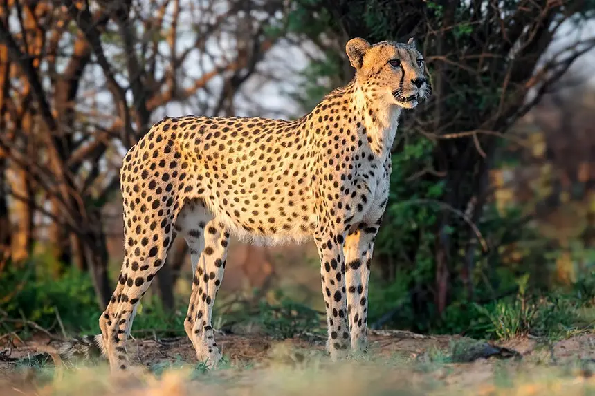 Cheetah (Acinonyx jubatus) in Kruger National Park
