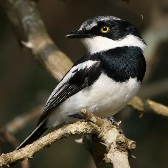 Chinspot Batis (Batis molitor) in Kruger National Park