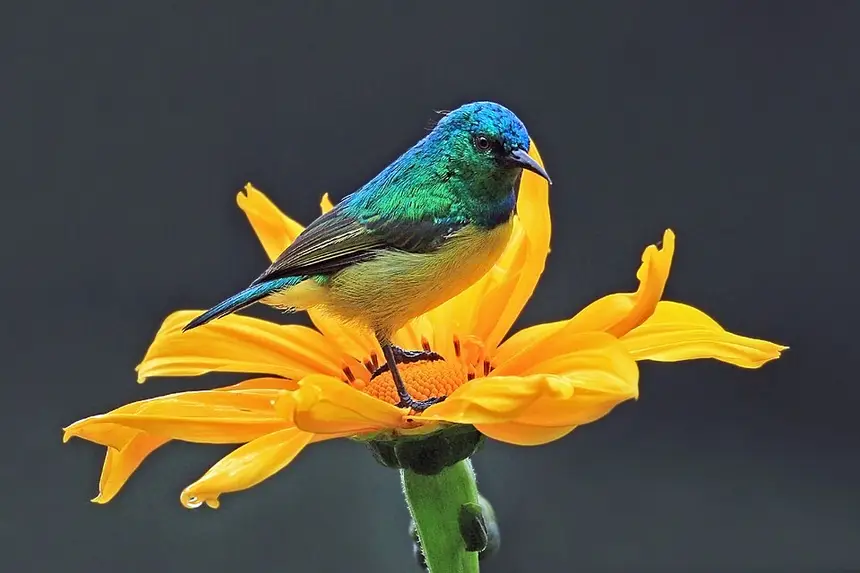 Collared Sunbird (Hedydipna collaris) in Kruger National Park