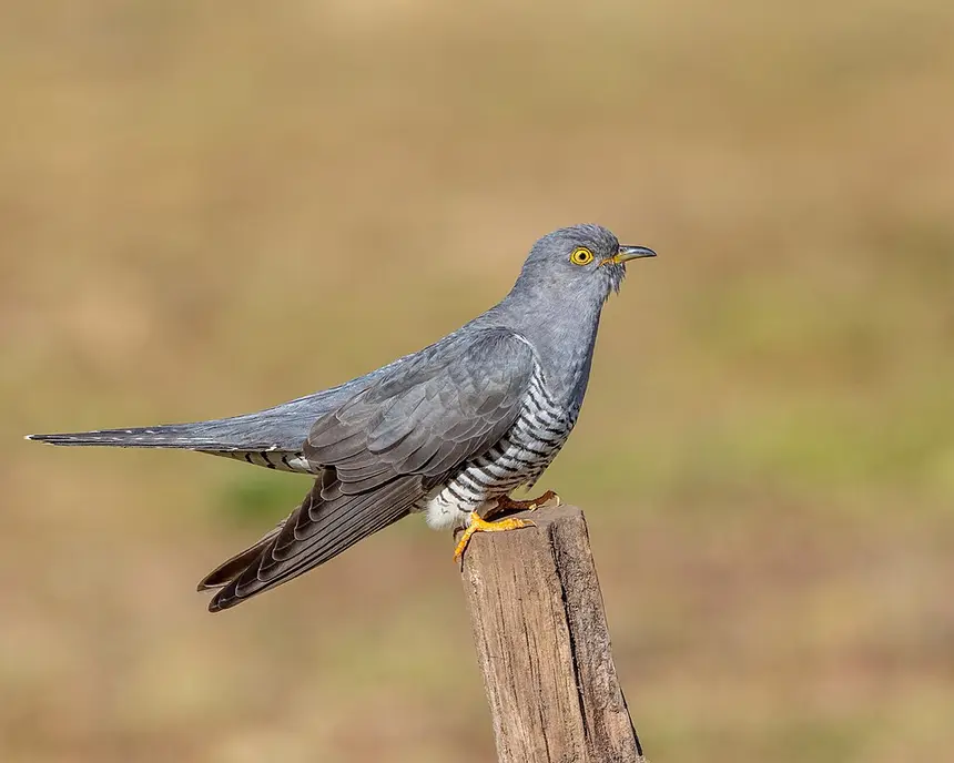 Common Cuckoo (Cuculus canorus) in Kruger National Park