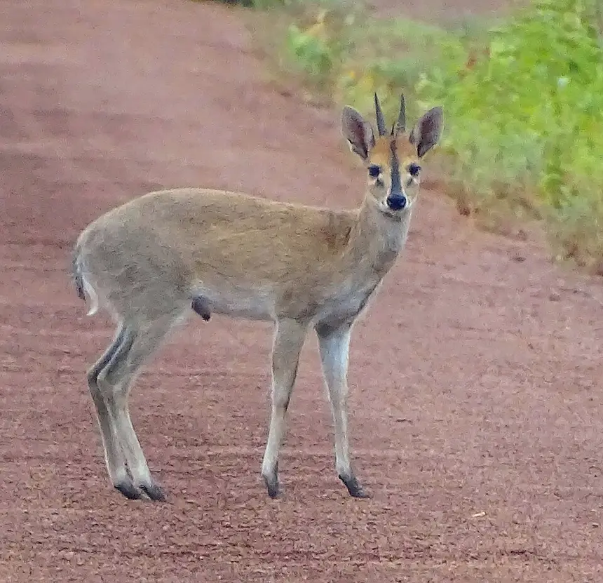 Common Duiker (Sylvicapra grimmia) in Kruger National Park