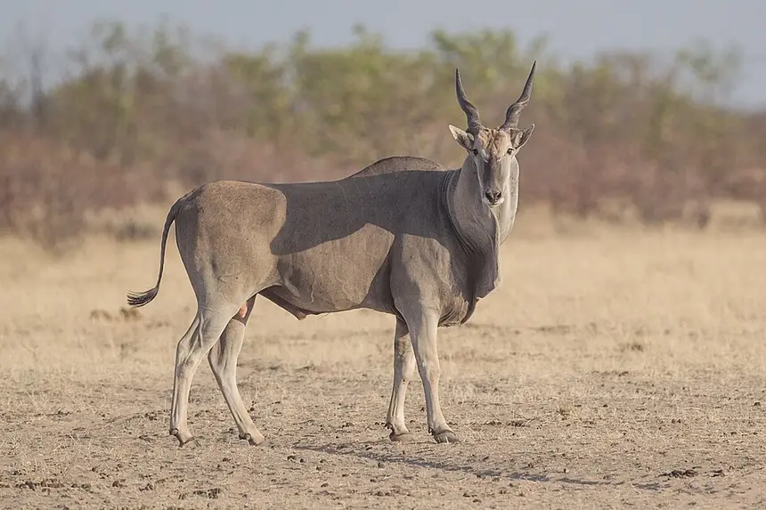 Common Eland (Taurotragus oryx) in Kruger National Park