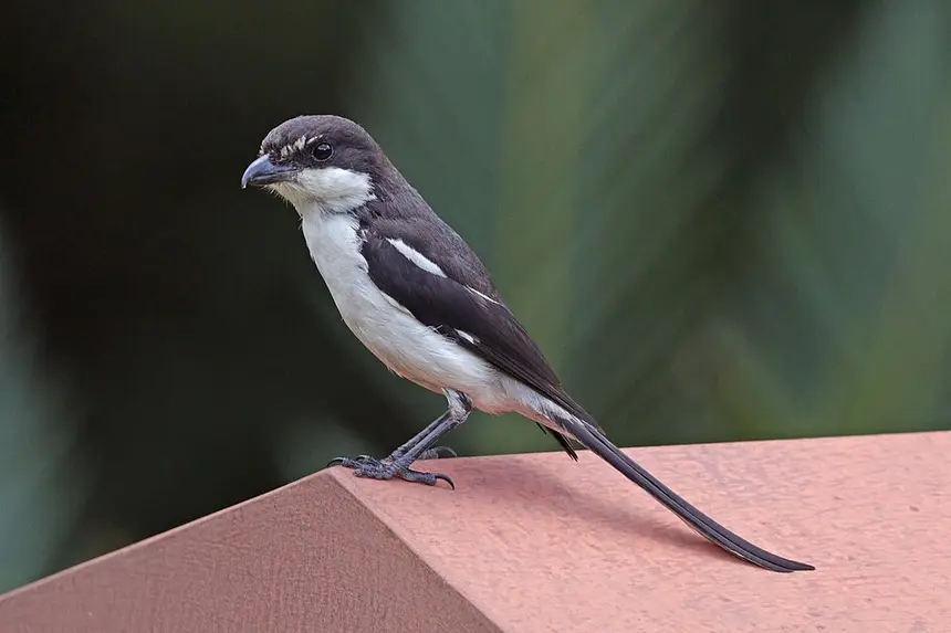 Common Fiscal (Lanius collaris) in Kruger National Park