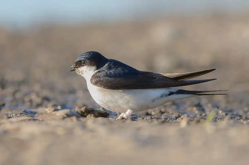 Common House Martin (Delichon urbicum) in Kruger National Park