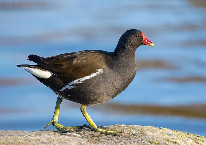 Common Moorhen (Gallinula chloropus) in Kruger National Park