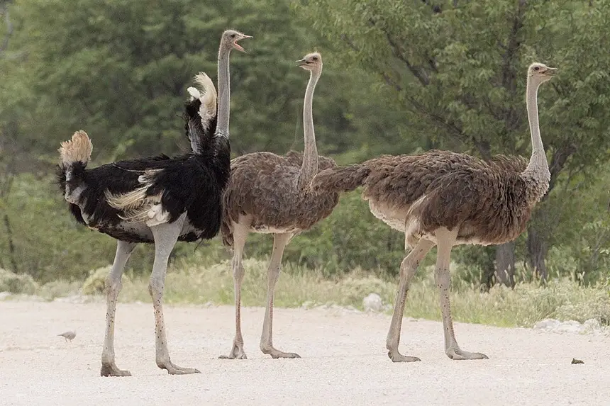 Common Ostrich (Struthio camelus) in Kruger National Park