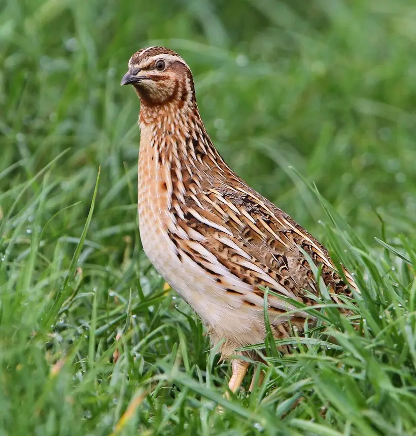 Common Quail (Coturnix coturnix) in Kruger National Park