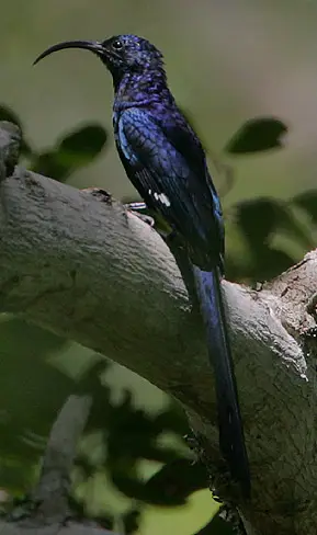 Common Scimitarbill (Rhinopomastus cyanomelas) in Kruger National Park