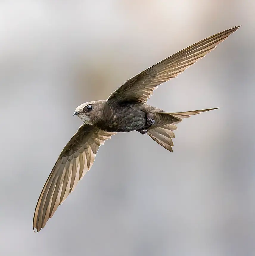 Common Swift (Apus apus) in Kruger National Park