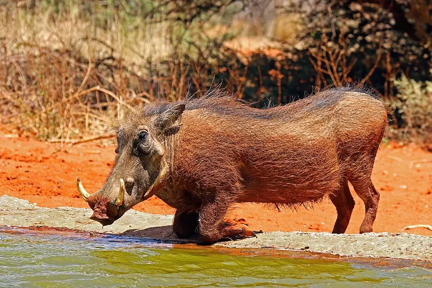 Common Warthog (Phacochoerus africanus) in Kruger National Park