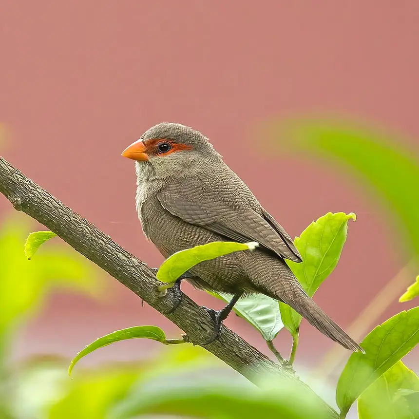 Common Waxbill (Estrilda astrild) in Kruger National Park