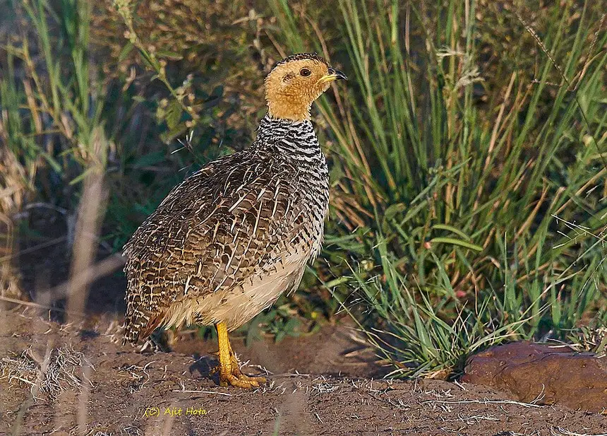 Coqui Francolin (Peliperdix coqui) in Kruger National Park