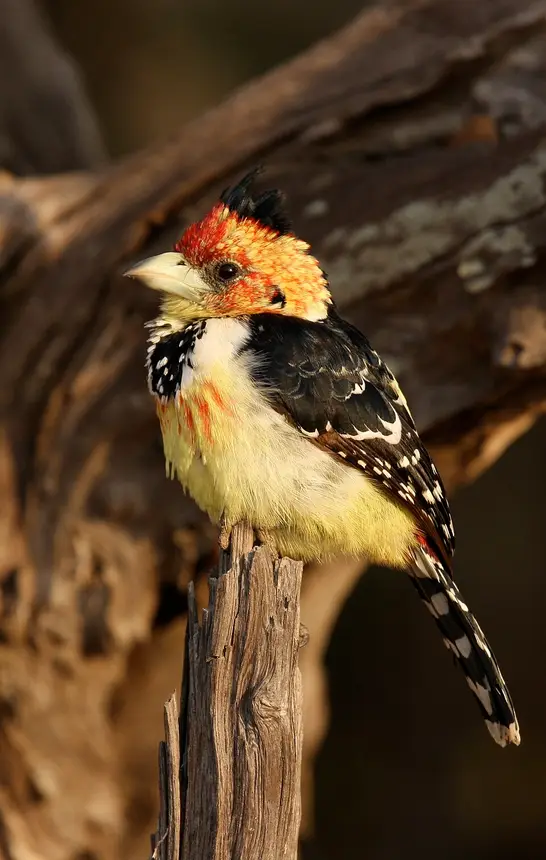 Crested Barbet (Trachyphonus vaillantii) in Kruger National Park