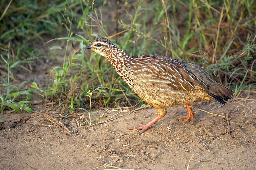 Crested Francolin (Dendroperdix sephaena) in Kruger National Park