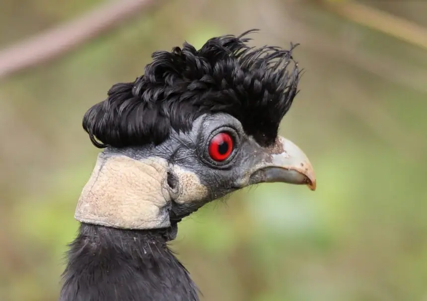 Crested Guineafowl (Guttera edouardi) in Kruger National Park