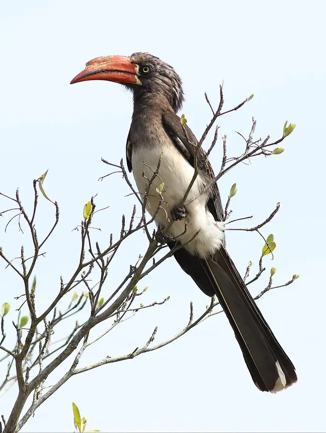 Crowned Hornbill (Lophoceros alboterminatus) in Kruger National Park