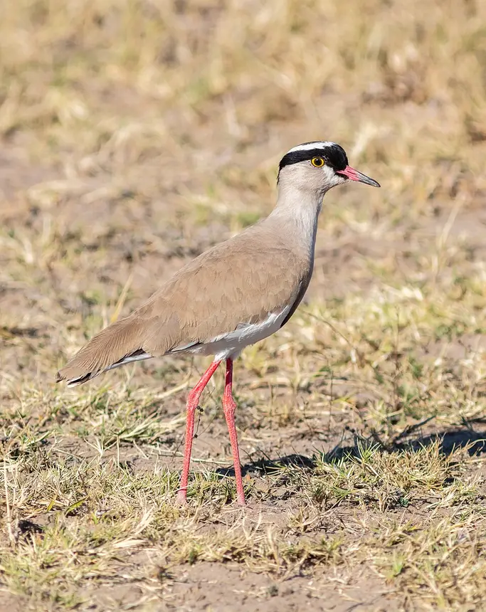 Crowned Lapwing (Vanellus coronatus) in Kruger National Park