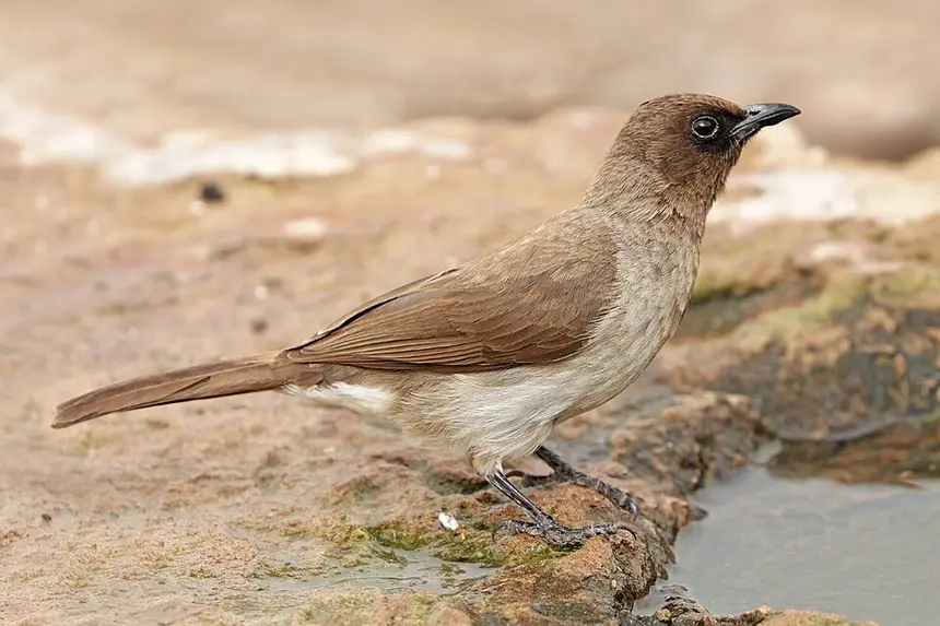 Dark-capped Bulbul (Pycnonotus tricolor) in Kruger National Park