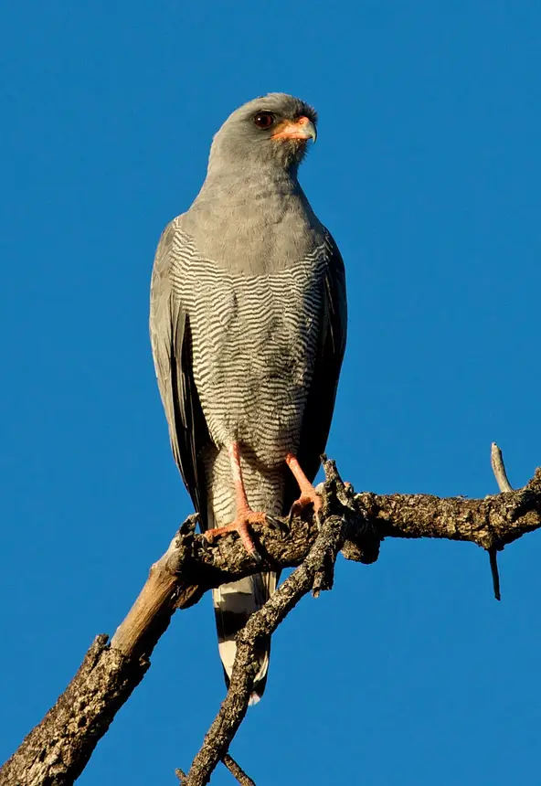 Dark Chanting Goshawk (Melierax metabates) in Kruger National Park