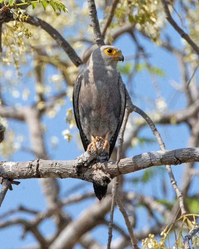 Dickinson's Kestrel (Falco dickinsoni) in Kruger National Park