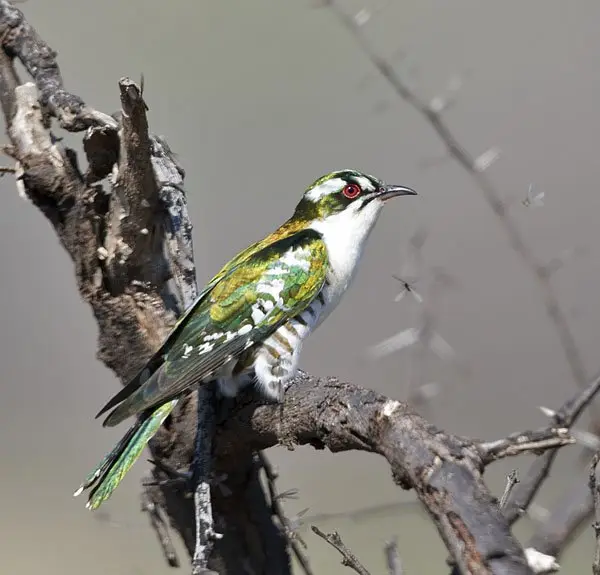 Diederik Cuckoo (Chrysococcyx caprius) in Kruger National Park
