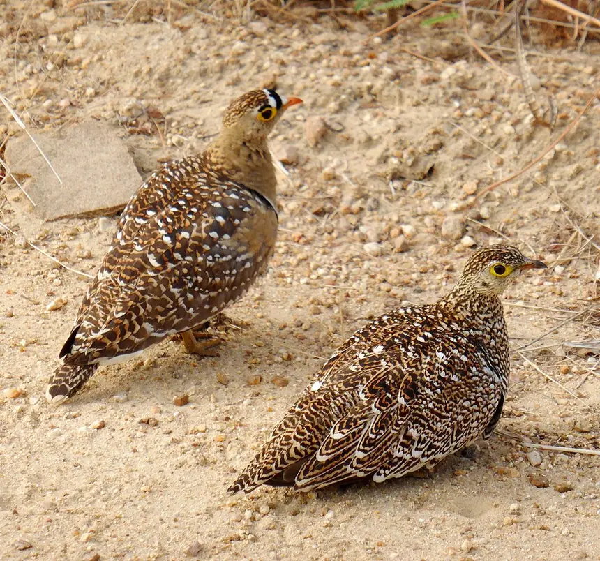 Double-banded Sandgrouse (Pterocles bicinctus) in Kruger National Park