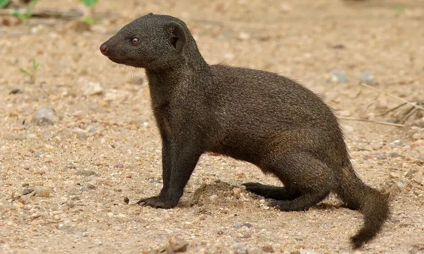 Dwarf Mongoose (Helogale parvula) in Kruger National Park