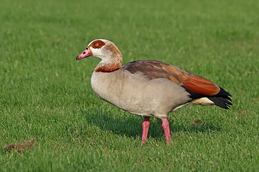 Egyptian Goose (Alopochen aegyptiaca) in Kruger National Park