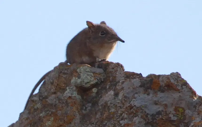 Elephant Shrew (Elephantulus myurus) in Kruger National Park