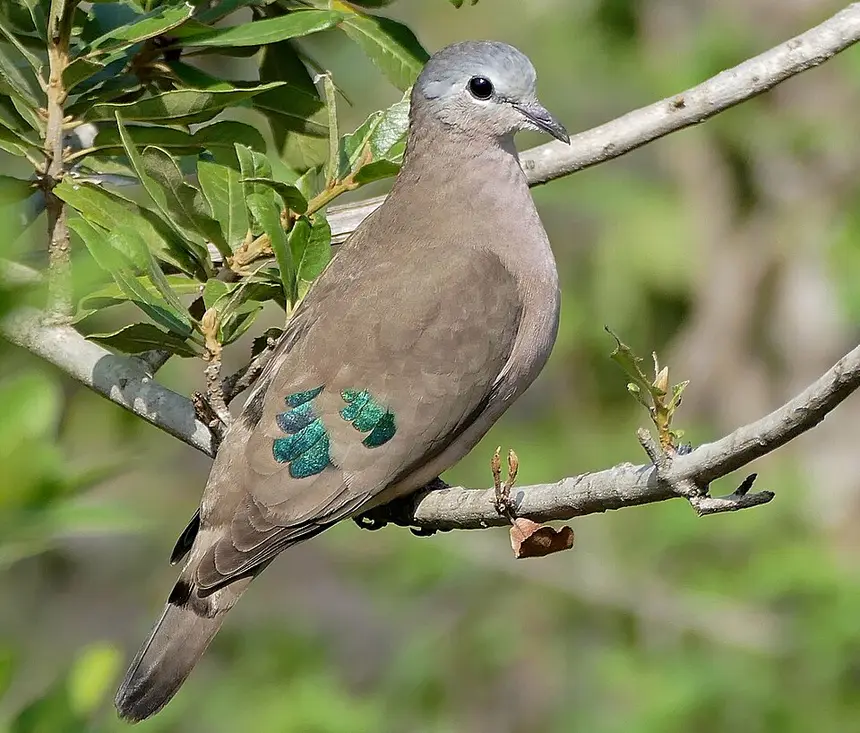 Emerald-spotted Wood Dove (Turtur chalcospilos) in Kruger National Park