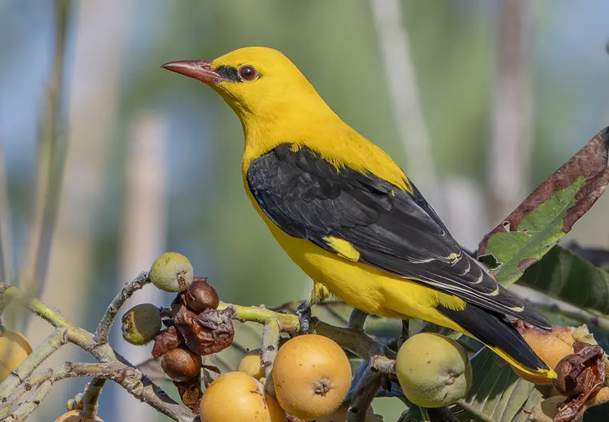 Eurasian Golden Oriole (Oriolus oriolus) in Kruger National Park