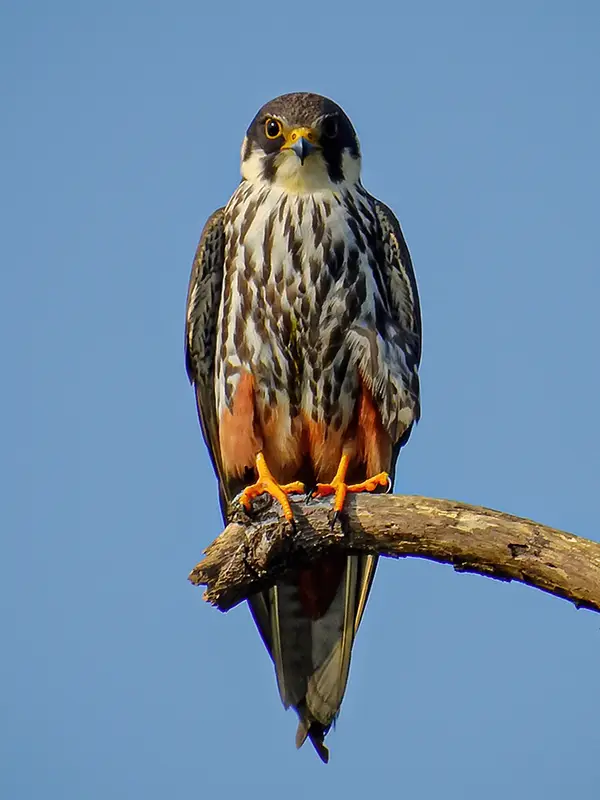 Eurasian Hobby (Falco subbuteo) in Kruger National Park
