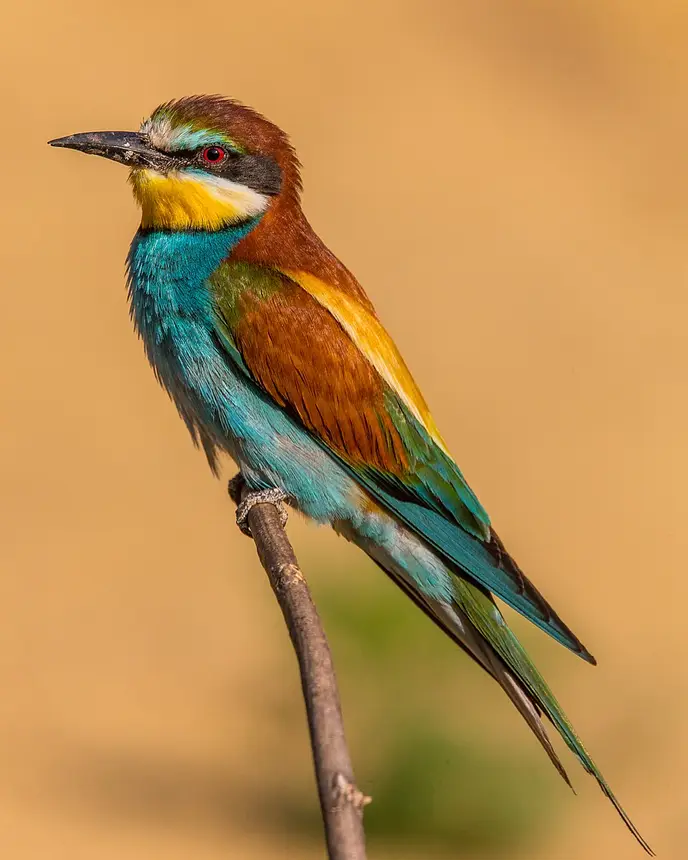 European Bee-eater (Merops apiaster) in Kruger National Park