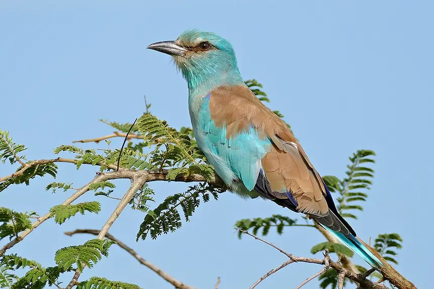 European Roller (Coracias garrulus) in Kruger National Park