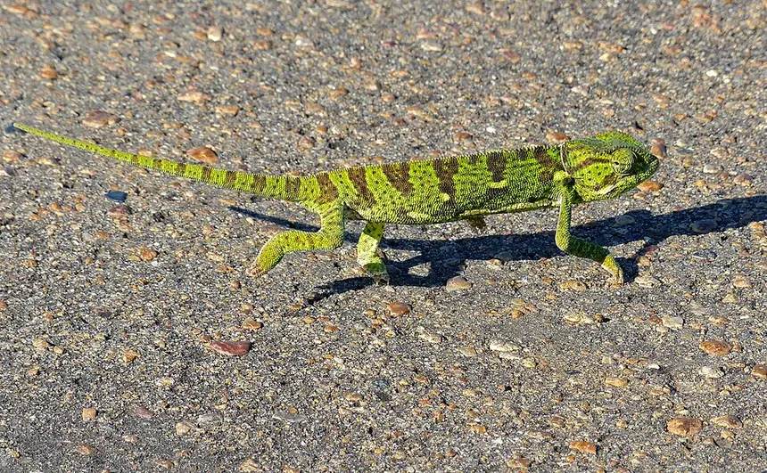 Flap-necked Chameleon (Chamaeleo dilepis) in Kruger National Park