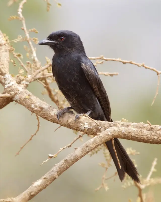 Fork-tailed Drongo (Dicrurus adsimilis) in Kruger National Park