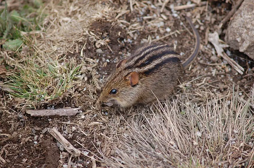 Four-striped Grass Mouse (Rhabdomys pumilio) in Kruger National Park