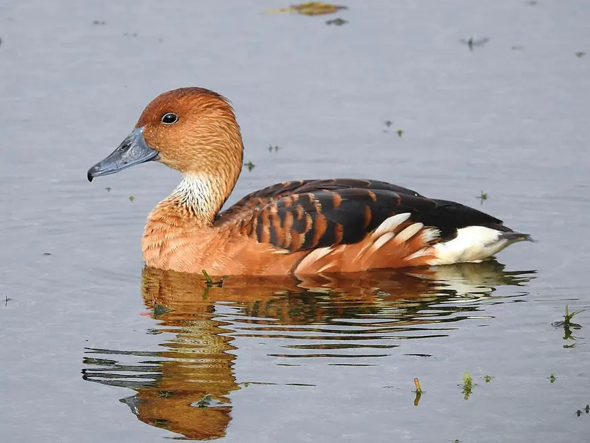Fulvous Whistling Duck (Dendrocygna bicolor) in Kruger National Park