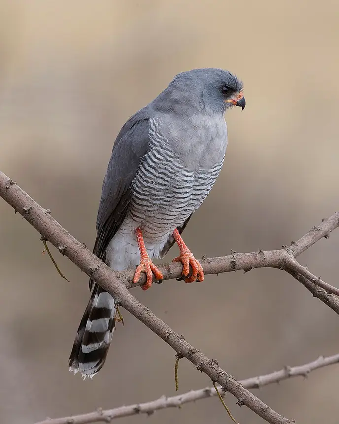 Gabar Goshawk (Micronisus gabar) in Kruger National Park