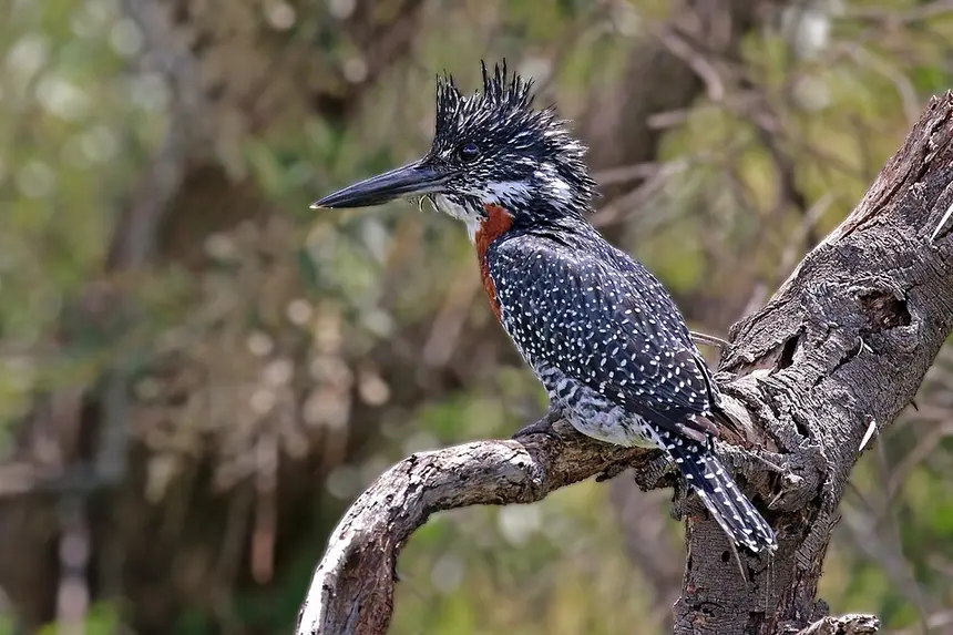 Giant Kingfisher (Megaceryle maxima) in Kruger National Park