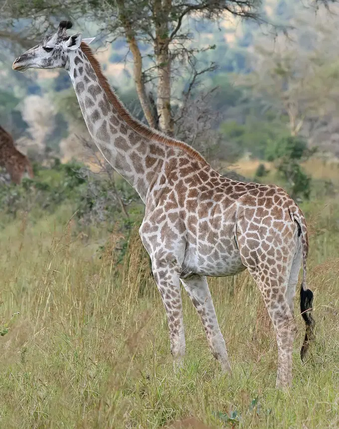 Giraffe (Giraffa camelopardalis) in Kruger National Park