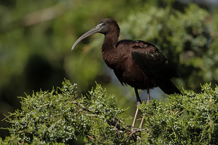 Glossy Ibis (Plegadis falcinellus) in Kruger National Park