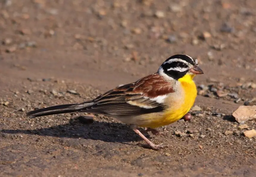 Golden-breasted Bunting (Emberiza flaviventris) in Kruger National Park