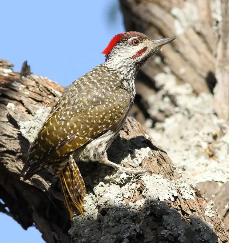Golden-tailed Woodpecker (Campethera abingoni) in Kruger National Park