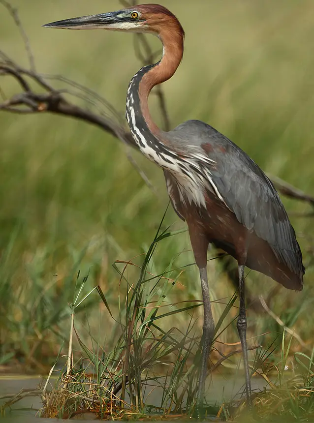 Goliath Heron (Ardea goliath) in Kruger National Park