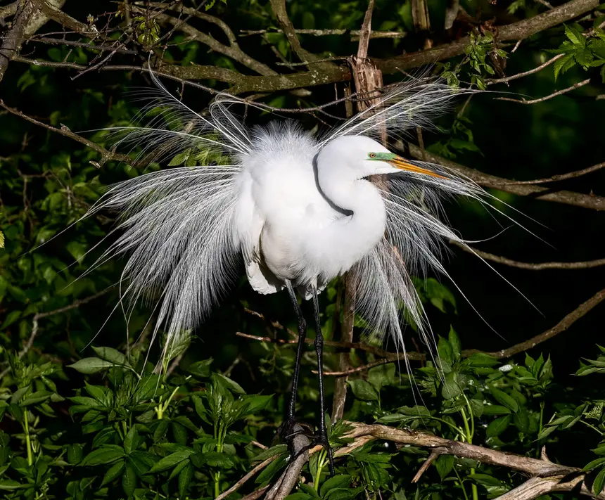 Great Egret (Ardea alba) in Kruger National Park