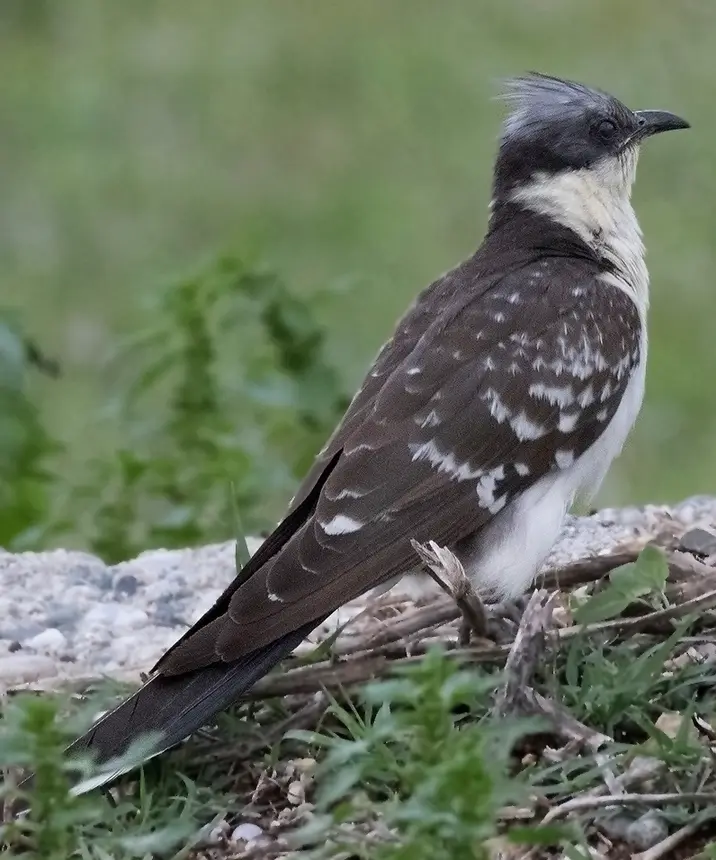 Great Spotted Cuckoo (Clamator glandarius) in Kruger National Park