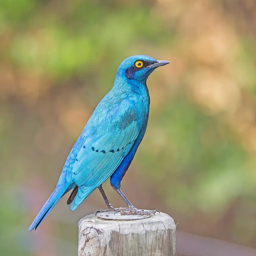 Greater Blue-eared Starling (Lamprotornis chalybaeus) in Kruger National Park