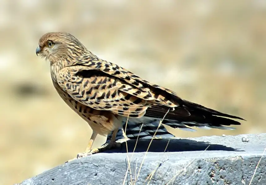 Greater Kestrel (Falco rupicoloides) in Kruger National Park
