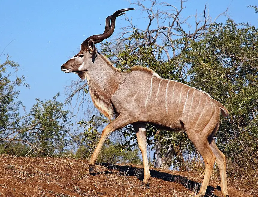 Greater Kudu (Tragelaphus strepsiceros) in Kruger National Park